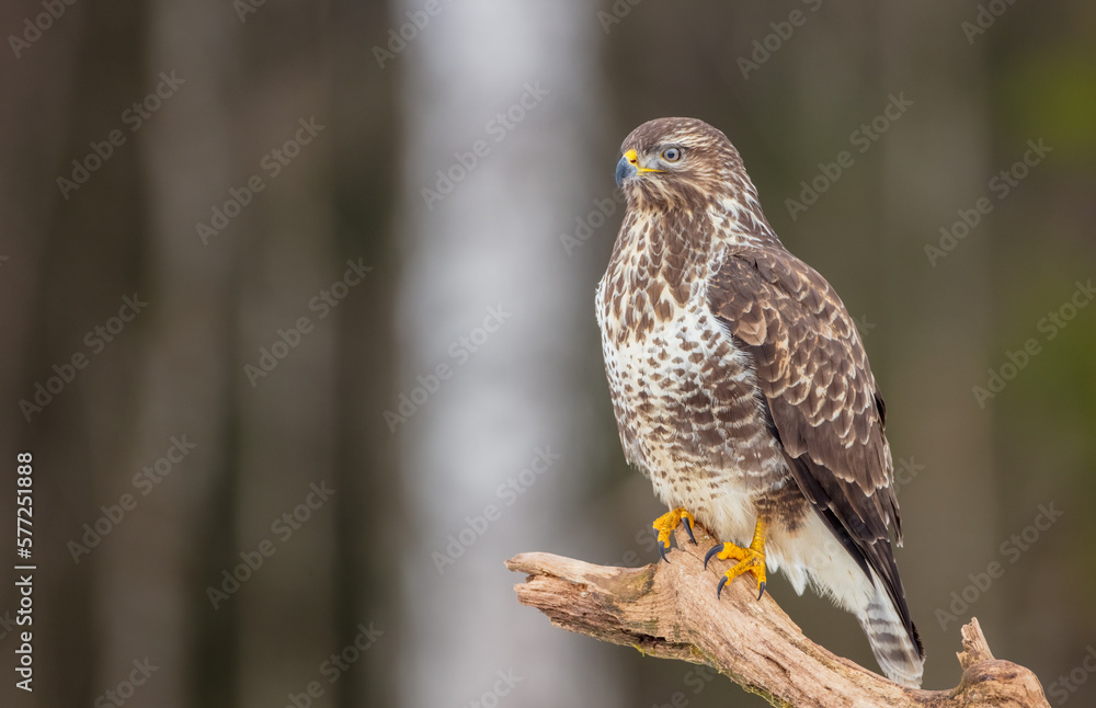 Common Buzzard in winter at a wet forest