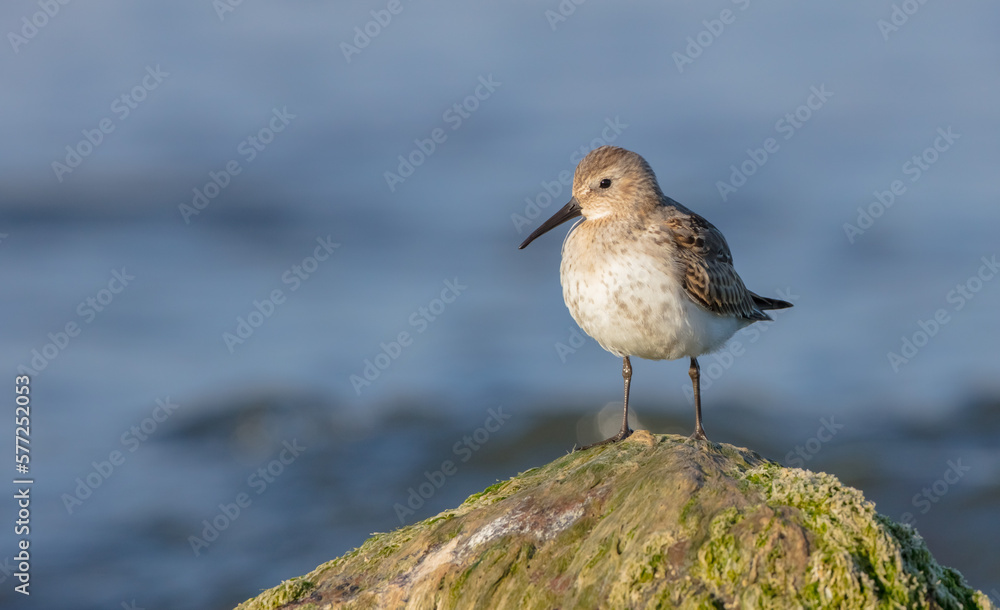 Dunlin - young bird at a seashore on the autumn migration way Dunlin - young bird at a seashore on the autumn migration way