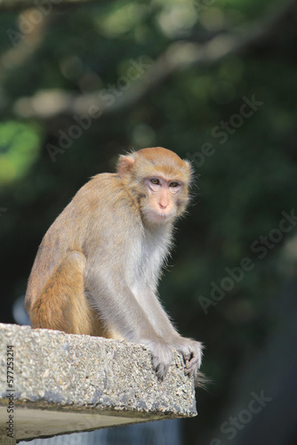 a Wild macaques at Kam Shan Country Park, hk © solution