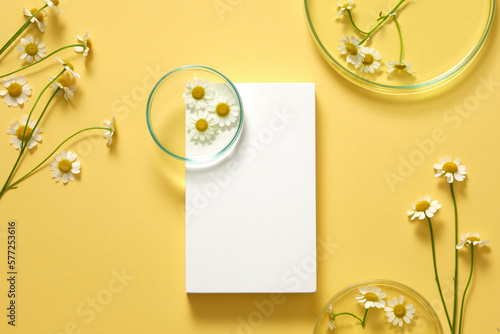 A white rectangle podium with a petri dish placed on and many Feverfew flowers (Tanacetum parthenium) around. Top view. Natural organic beauty cosmetics concept.