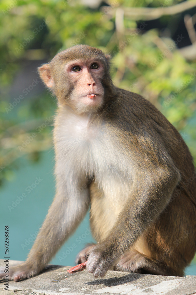 a Wild macaques at Kam Shan Country Park, hk