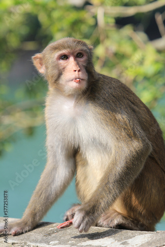 a Wild macaques at Kam Shan Country Park  hk