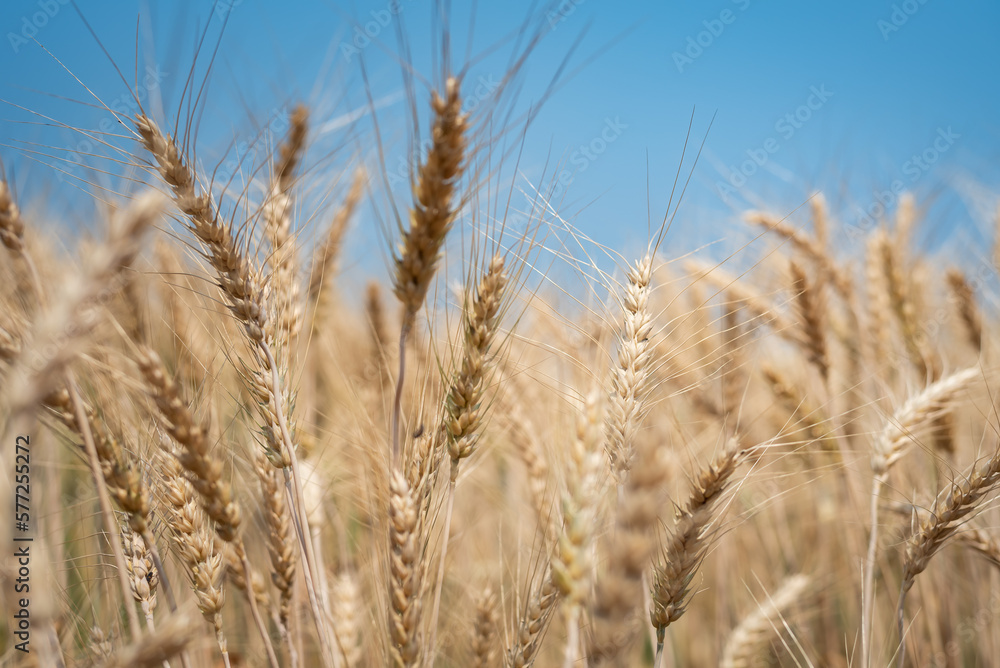 Close up of ripe golden wheat ears at wheat field or barley farming before harvesting, agriculture background. Close up of ripe golden wheat ears at wheat field or barley farming before harvesting, agriculture background.