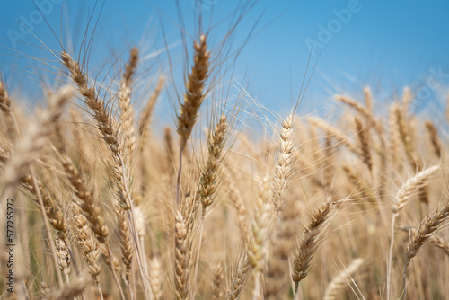Close up of ripe golden wheat ears at wheat field or barley farming before harvesting  agriculture background.