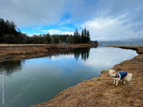 Dog in a jacket near lake water with trees and a forest with clouds on a sunny day in Portland Oregon