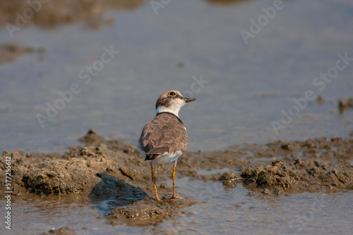 bird watching on the water, Collared Pratincole, Glareola pratincola © kenan