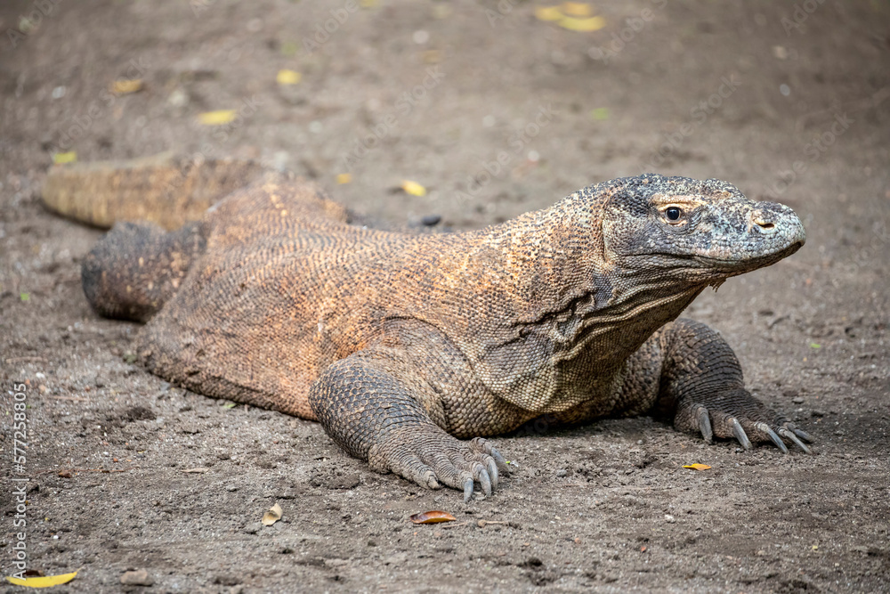 The closeup image of Komodo dragon. 
it is also known as the Komodo monitor, a species of lizard found in the Indonesian islands of Komodo, Rinca, Flores, and Gili Motang.