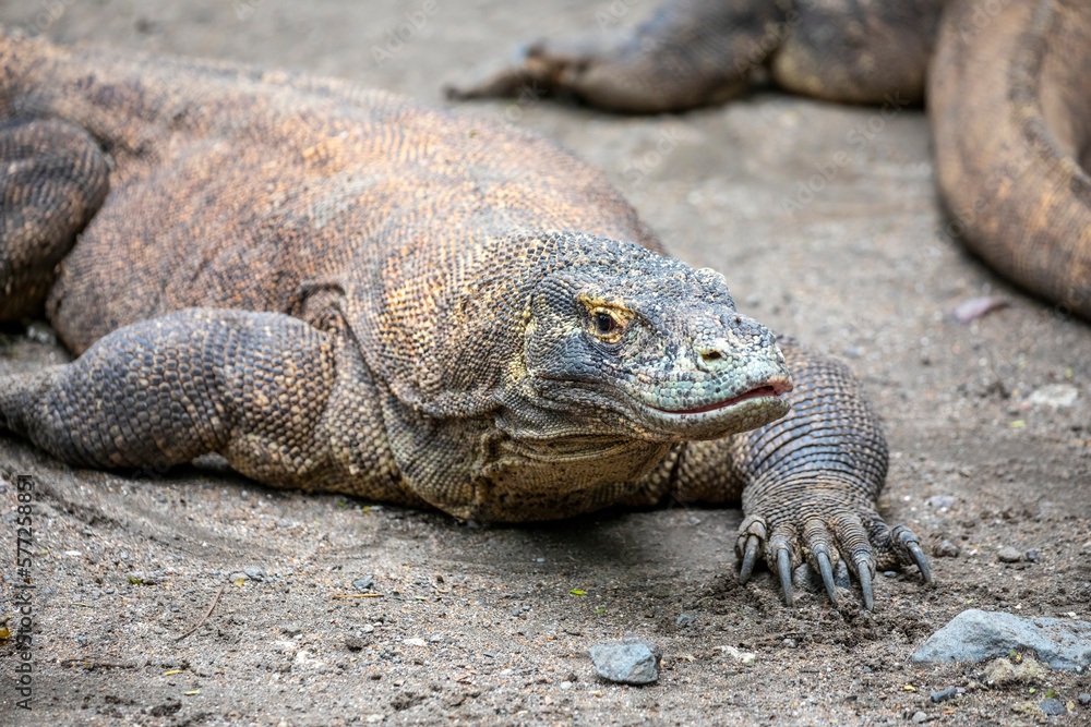 Obraz premium The closeup image of Komodo dragon. it is also known as the Komodo monitor, a species of lizard found in the Indonesian islands of Komodo, Rinca, Flores, and Gili Motang.