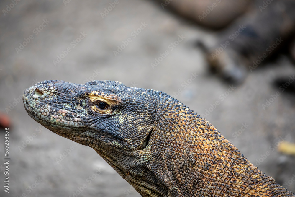 The closeup image of Komodo dragon.
it is also known as the Komodo monitor, a species of lizard found in the Indonesian islands of Komodo, Rinca, Flores, and Gili Motang. The closeup image of Komodo dragon.
it is also known as the Komodo monitor, a species of lizard found in the Indonesian islands of Komodo, Rinca, Flores, and Gili Motang.