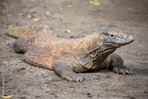 The closeup image of Komodo dragon.  it is also known as the Komodo monitor  a species of lizard found in the Indonesian islands of Komodo  Rinca  Flores  and Gili Motang.