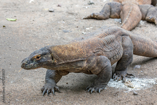 The closeup image of Komodo dragon.  it is also known as the Komodo monitor, a species of lizard found in the Indonesian islands of Komodo, Rinca, Flores, and Gili Motang. © Danny Ye