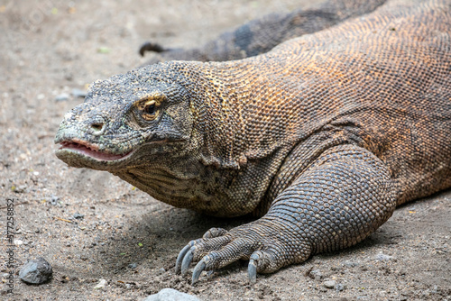 The closeup image of Komodo dragon.  it is also known as the Komodo monitor  a species of lizard found in the Indonesian islands of Komodo  Rinca  Flores  and Gili Motang.