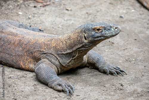 The closeup image of Komodo dragon.  it is also known as the Komodo monitor  a species of lizard found in the Indonesian islands of Komodo  Rinca  Flores  and Gili Motang.