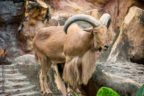 The Barbary Sheep (Ammotragus lervia, also called Aoudad and Arui) is a species of Caprinae (goat-antelope) found in rocky mountains in North Africa. Six subspecies have been described. 