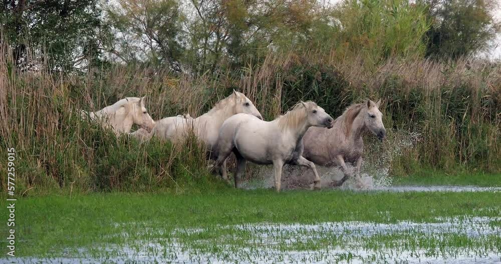 Camargue Horse, Herd standing in Swamp, Saintes Marie de la Mer in Camargue, in the South of France, Real Time 4K Camargue Horse, Herd standing in Swamp, Saintes Marie de la Mer in Camargue, in the South of France, Real Time 4K