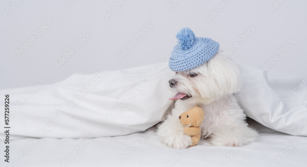 Obraz premium Funny white Maltese puppy wearing warm knitted hat hugs toy bear under white warm blanket on a bed at home and looks away on empty space