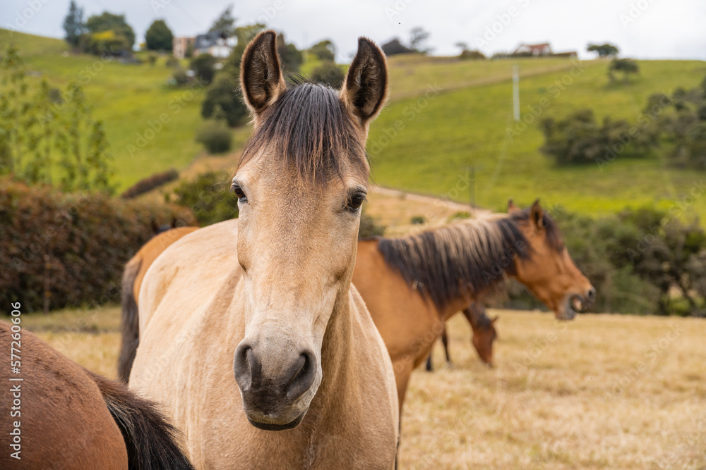 horse in the field and in the mountains horse in the field and in the mountains
