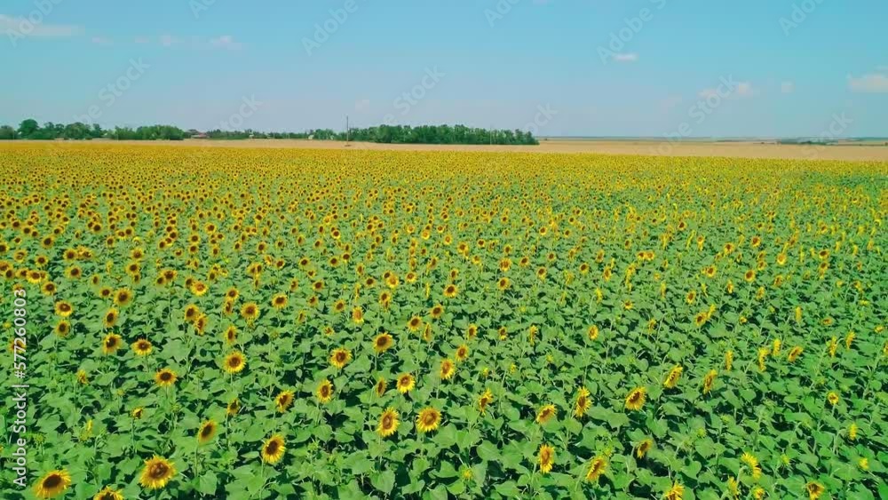 Aerial over beautiful blooming sunflower field. Picturesque summer scenery Aerial over beautiful blooming sunflower field. Picturesque summer scenery