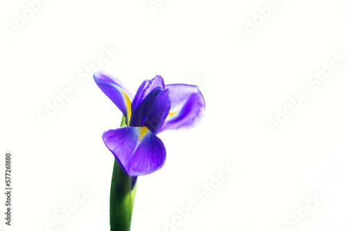 Fototapeta Naklejka Na Ścianę i Meble -  Bud of purple iris flower close-up on a white background