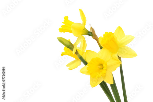 Yellow daffodils isolated on white