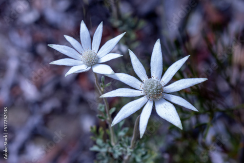 Native Australian white flannel flower photo