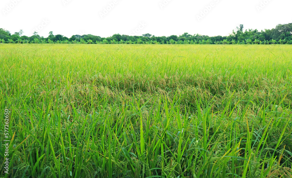 Vivid green paddy field with ripening rice plants nearly harvest Vivid green paddy field with ripening rice plants nearly harvest