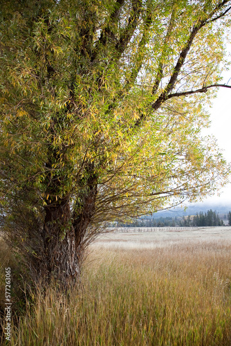 Idaho Autumn Fall Landscape with Trees with Tall Grassy Field