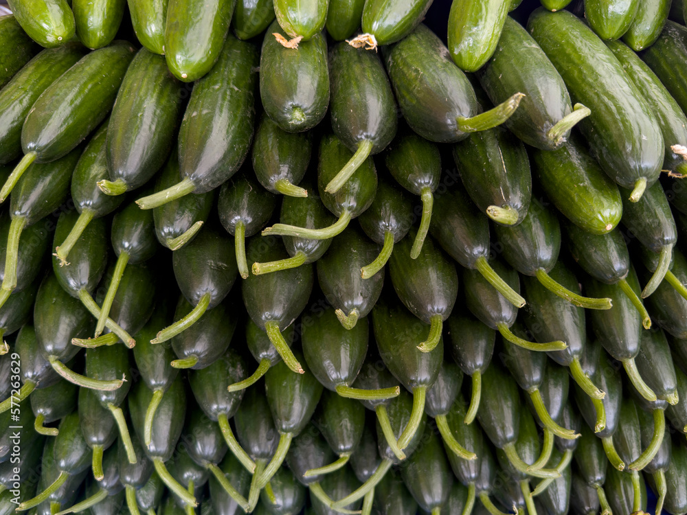 Cucumber, a greenhouse product that grows fresh, natural and aromatic from its branch Cucumber, a greenhouse product that grows fresh, natural and aromatic from its branch