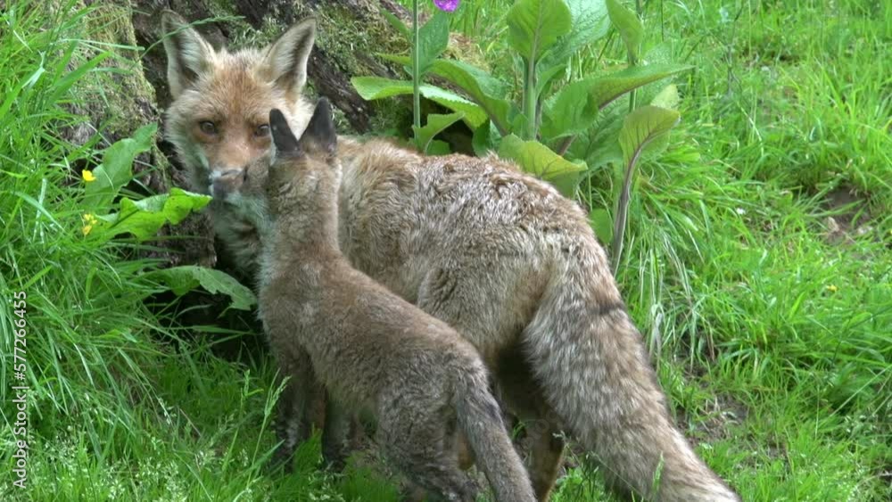 Red Fox, vulpes vulpes, Female and Cub standing at the Den Entrance, Normandy in France, Real Time