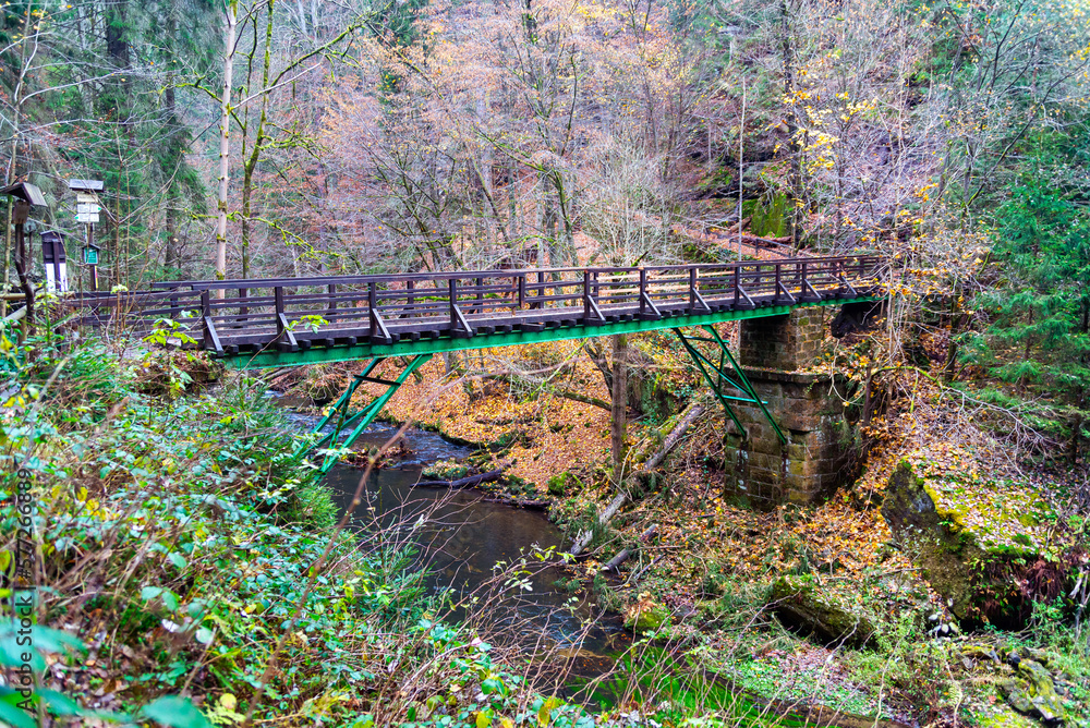 A bridge in the forest. Trees, jungle, bushes, nature.