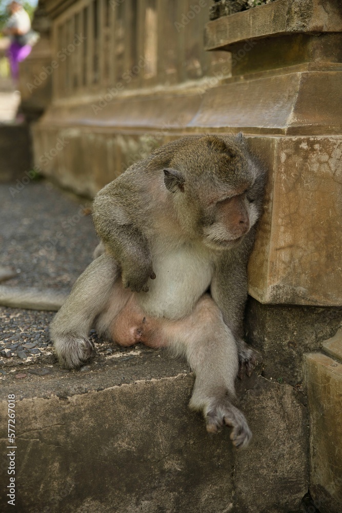 Full body close-up of an adult cynomolgus monkey sitting on a stone staircase and looking down with interest, in the background diffuse a stone fence and a stone floor.