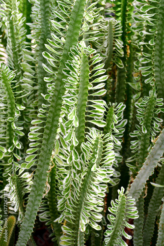 Indian spurgetree or Euphorbia neriifolia in open cactus farm.