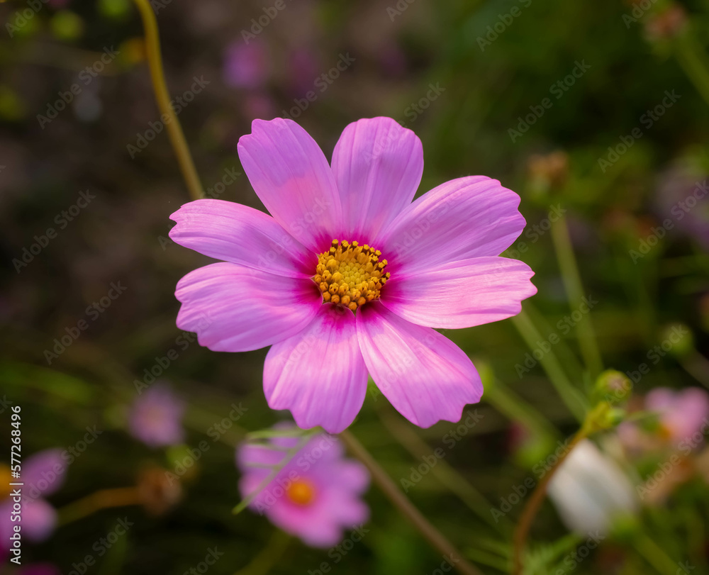 Cosmos flower with blurred background. blooming pink flower. Cosmos flower with blurred background. blooming pink flower.
