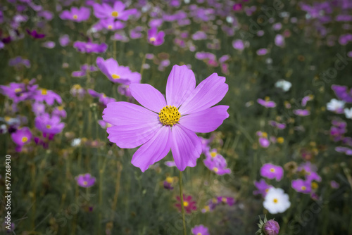 Purple Cosmos flower with blurred background. blooming purple  flower.