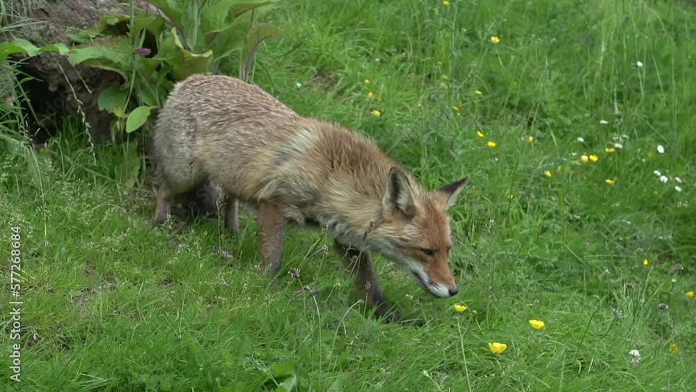Red Fox, vulpes vulpes, Female and Cub standing at the Den Entrance, Normandy in France, Real Time Red Fox, vulpes vulpes, Female and Cub standing at the Den Entrance, Normandy in France, Real Time