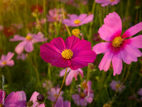 Cosmos flower with blurred background. blooming pink flower. © K.PND4289