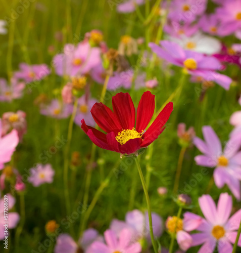 Cosmos flower with blurred background. blooming red flower. © K.PND4289
