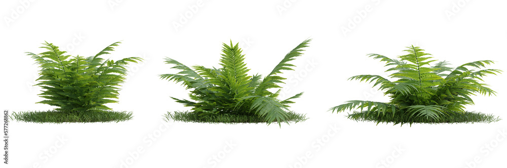 Fototapeta premium Group of fern leaves on transparent background 3d rendering png