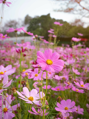 Cosmos flower with blurred background. blooming pink flower.