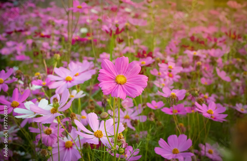 Cosmos flower with blurred background. blooming pink flower.