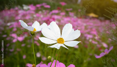Cosmos flower with blurred background. blooming white  flower.