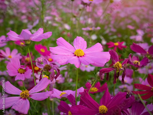 Cosmos flower with blurred background. blooming pink flower.