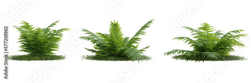 Group of fern leaves  on transparent background 3d rendering png photo