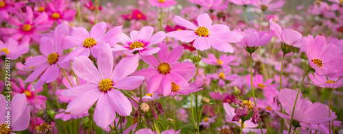 Cosmos flower with blurred background. blooming pink flower.