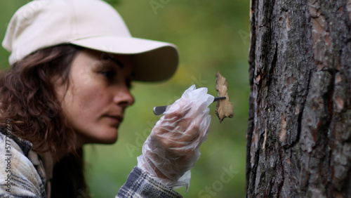 In a forest area, an ecologist takes plant samples and puts them in a container for research in a laboratory. Environment and ecosystem concept. Biology activist. photo