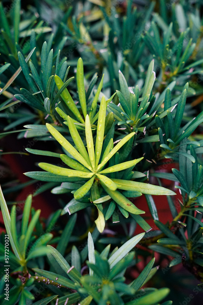 Background of green and yellow Podocarpus macrophyllus leaves Background of green and yellow Podocarpus macrophyllus leaves