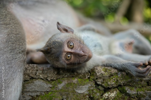 Photography Full body close-up of a baby cynomolgus monkey lying on a weathered stone wall and looking directly into the camera, in the background diffuse light shining leaves and cutouts of other monkeys