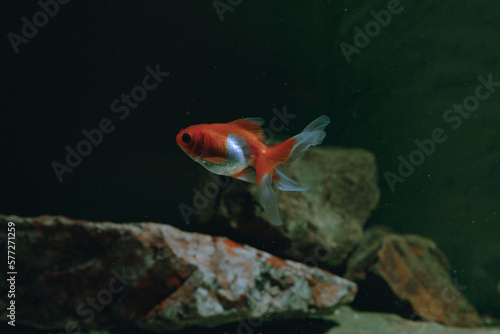 Aquarium aquatic background beautiful beauty color colorful fish fresh freshwater gold goldfish green leaf natural nature orange red tropical water wildlife goldfish