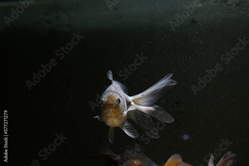 Aquarium aquatic background beautiful beauty color colorful fish fresh freshwater gold goldfish green leaf natural nature orange red tropical water wildlife goldfish