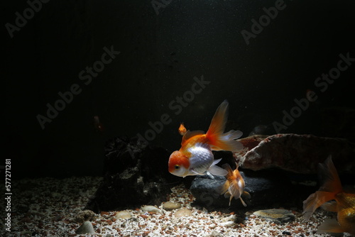 Aquarium aquatic background beautiful beauty color colorful fish fresh freshwater gold goldfish green leaf natural nature orange red tropical water wildlife goldfish